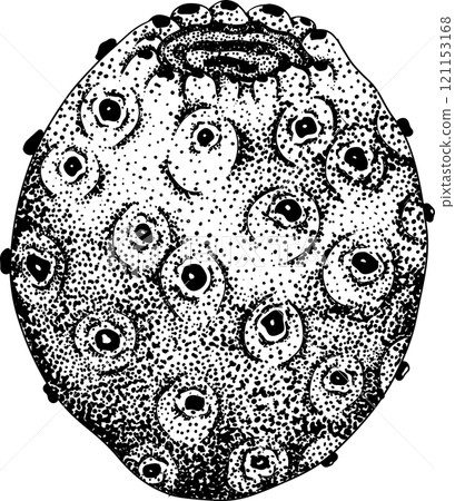 Hand drawn, engraving, vector Opuntia fruit, prickly pear cactus Hand drawn, engraving, vector Opuntia fruit, prickly pear cactus 121153168