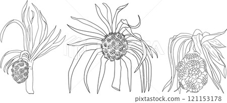 Line Pandan fruit, Sargassum. Hand drawn black and white tropical plant. Line Pandan fruit, Sargassum. Hand drawn black and white tropical plant. 121153178