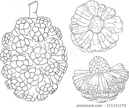 Line Pandan fruit, Sargassum. Hand drawn black and white tropical plant. 121153179