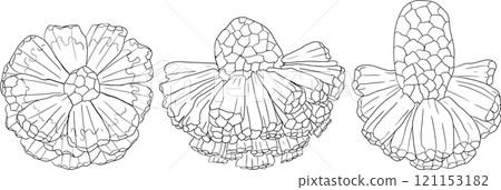 Line Pandan fruit, Sargassum. Hand drawn black and white tropical plant. 121153182