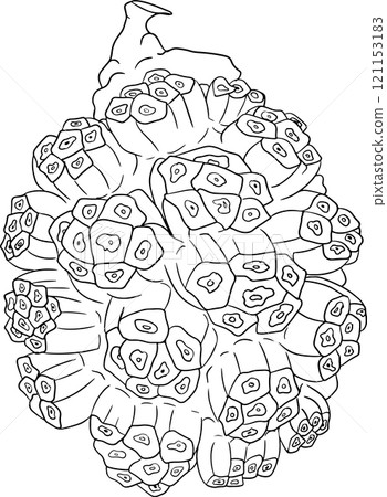 Line Pandan fruit, Sargassum. Hand drawn black and white tropical plant. 121153183