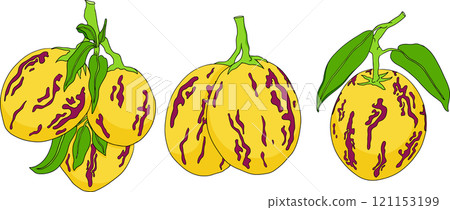 Pepino fruit, melon pear, Solanum muricatum. Fresh pepino fruit . Pepino fruit, melon pear, Solanum muricatum. Fresh pepino fruit . 121153199