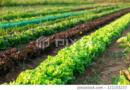 Beds of lettuce growing in harvest field 121153237