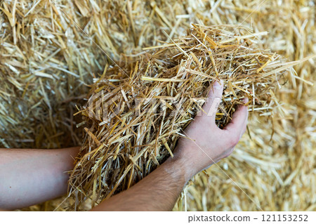Pair of hands holding hay 121153252