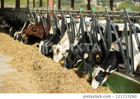 Cows pick up fresh hay with their lips, chew straw Cows pick up fresh hay with their lips, chew straw 121153260