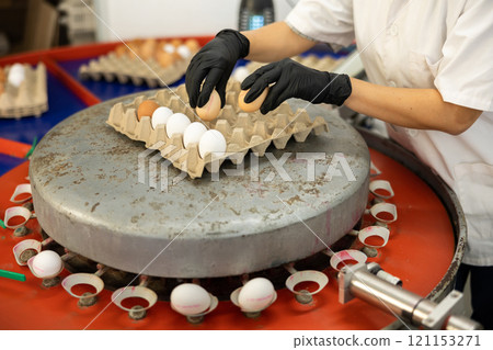 Poultry farm worker sorting eggs by size and packing in trays Poultry farm worker sorting eggs by size and packing in trays 121153271