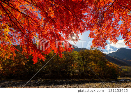 Nakatsugawa, Chichibu City, Saitama Prefecture - Bright red maple leaves in the backlight at Nakatsu Gorge along the Nakatsugawa River near the Nakatsugawa Village Campsite 121153425