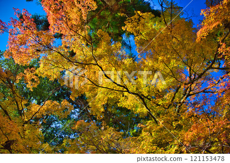 Autumn deepens at Hanagatami Park 121153478