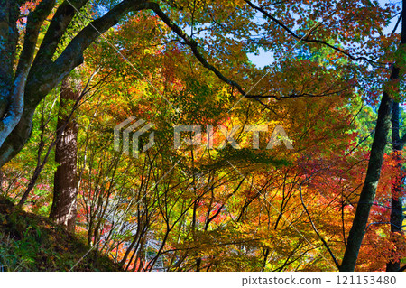 Autumn deepens at Hanagatami Park 121153480