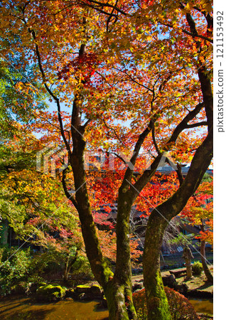 Autumn deepens at Hanagatami Park 121153492