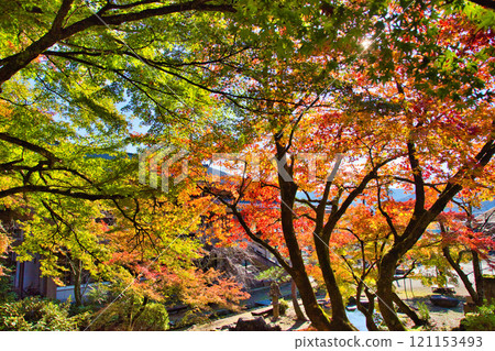 花籠公園的秋意漸深 121153493