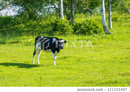 Ranch Ranch 121153497