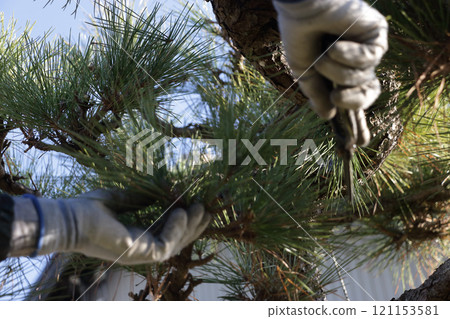 Gardener Pruning 121153581