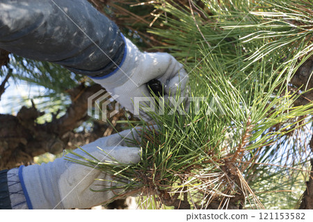 Gardener Pruning Gardener Pruning 121153582