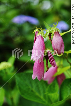 Campanula of Raikoji Temple 121153721