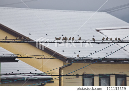 First snow and sparrows on the power lines First snow and sparrows on the power lines 121153859