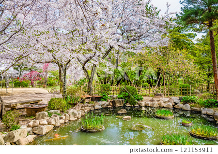 櫻花盛開的廣島縮景園清風池 121153911