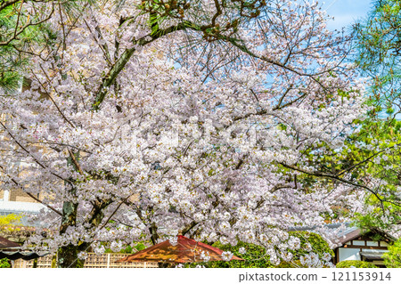 櫻花盛開的廣島縮景園清風池 121153914