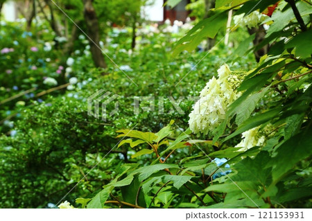 Hydrangea of Shimoji Temple Hydrangea of Shimoji Temple 121153931