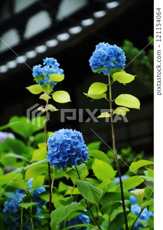 Hydrangea of Shimoji Temple Hydrangea of Shimoji Temple 121154064
