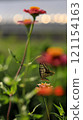 The taste of honey, sweet memories, our summer together 121154163