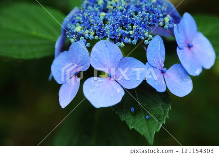 Hydrangea of Shimoji Temple 121154303