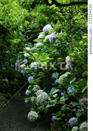 Hydrangea of Shimoji Temple 121154310