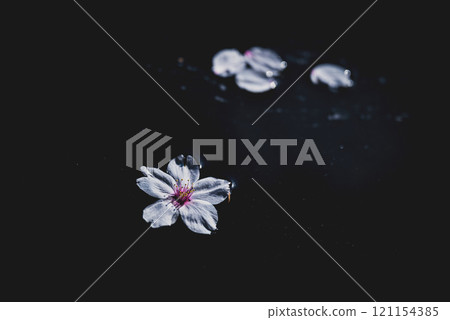 櫻花漂浮在水中 121154385