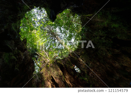 Wilson shares in Yakushima 121154579