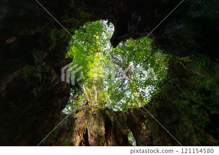 Wilson shares in Yakushima Wilson shares in Yakushima 121154580