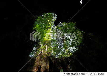Wilson shares in Yakushima Wilson shares in Yakushima 121154581