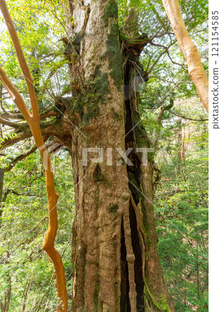 Oyū cedar of Yakushima 121154585