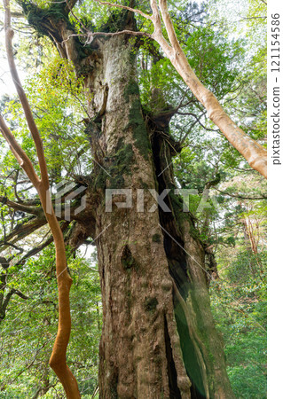 Oyū cedar of Yakushima 121154586