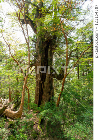 Oyū cedar of Yakushima 121154587