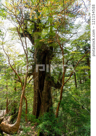 屋久島的Oyū雪松 121154588