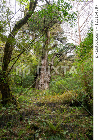 Jomon cedar of Yakushima 121154597