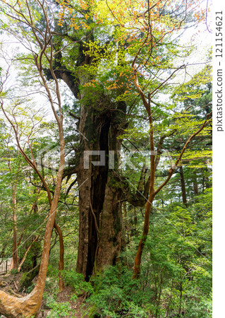 屋久島的Oyū雪松 121154621