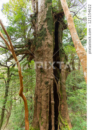 Oyū cedar of Yakushima 121154622