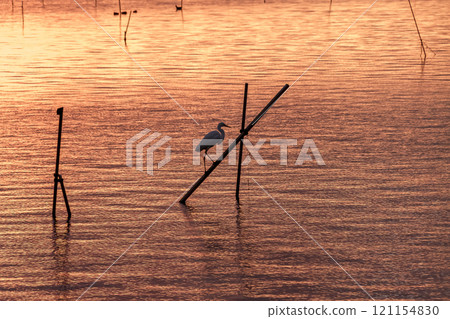 Afterglow of Lake Hinuma with little egrets [Ibaraki Town, Ibaraki Prefecture] 121154830