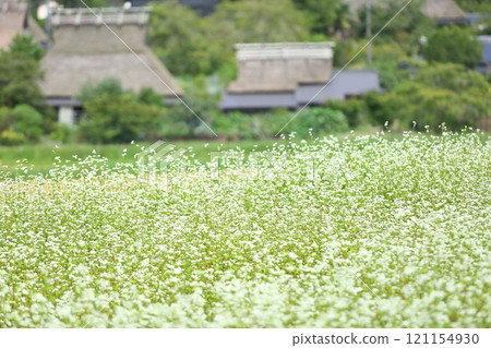 初秋的宮山茅吹之裡 121154930