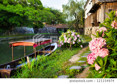 Hydrangeas blooming in Hachimanbori 121154974