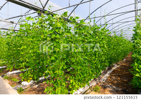 Bean plants grow in rows in a greenhouse 121155615
