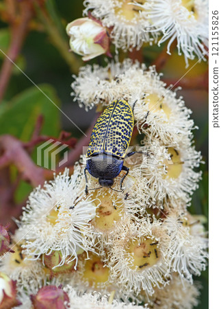 Large Australian native yellow Freckled Jewel Beetle, Stigmodera macularia, family Buprestidae, feeding on Angophora hispida blossoms in Sydney heathland, NSW. Pollinator of flowering gums 121155826