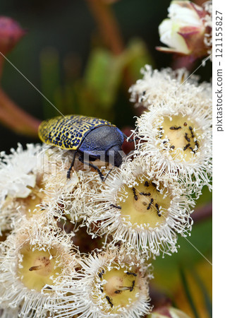 Close up of a large Australian native Freckled Jewel Beetle, Stigmodera macularia, family Buprestidae, feeding on nectar of Angophora hispida blossoms in Sydney heathland, NSW, Australia 121155827