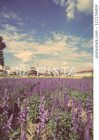 Blue Salvia Flower Blue Salvia Flower 121156404