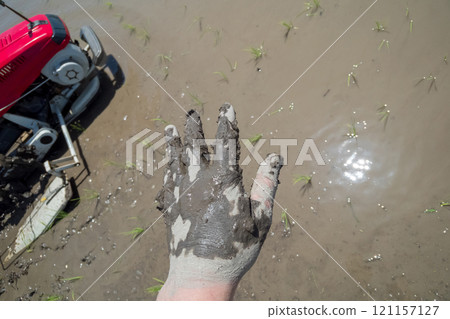 rice planting, seeding, paddy 121157127