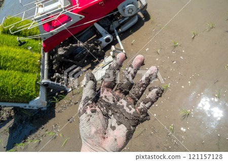 rice planting, seeding, paddy 121157128