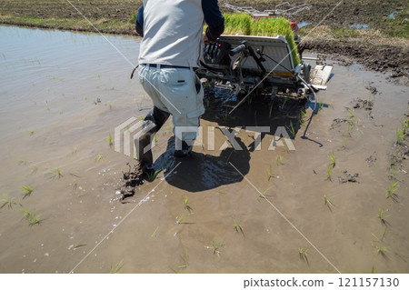 rice planting, male, males 121157130