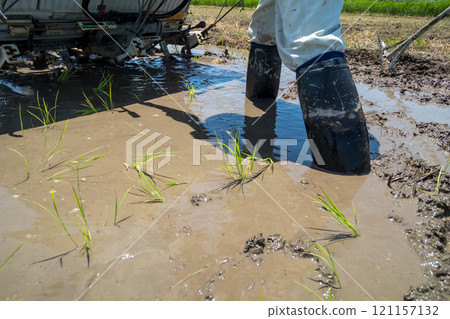 水稻種植 水稻插秧機 水稻 121157132