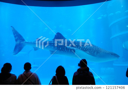 鯨鯊在水族館裡游泳 121157406